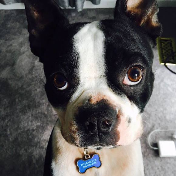 Meet your Posher, Joshua - Picture 1 of 1